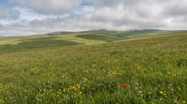 Highland Meadow Wallpaper